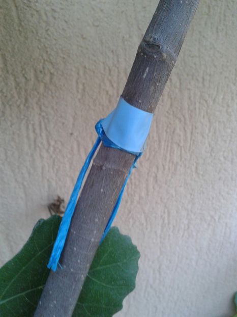 b.albastra deschis - COLECTIE SMOCHINI 2017