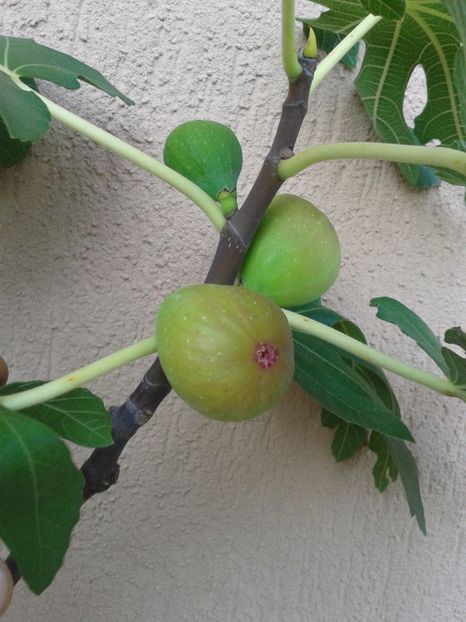 Fotografie0907 - COLECTIE SMOCHINI 2017