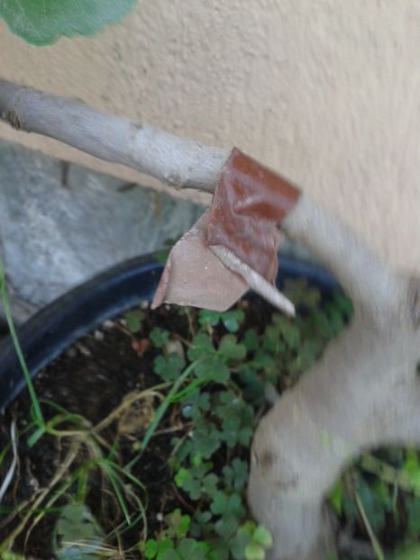 b.maro - COLECTIE SMOCHINI 2017