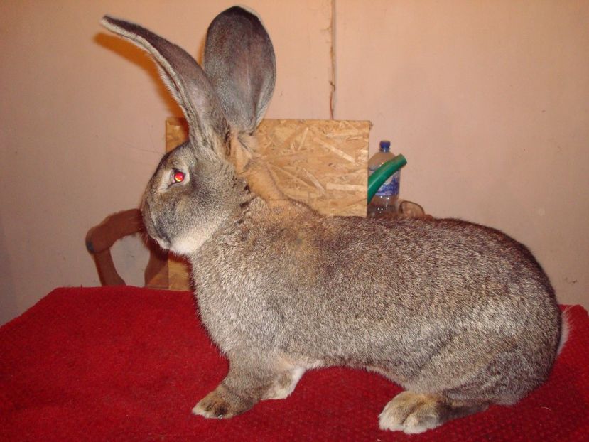 97 pct - Campion Expo Oradea 2016 ( M 1 ) - Iepuri 2017