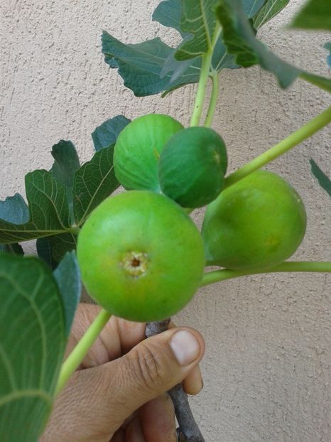 Fotografie0911 - COLECTIE SMOCHINI 2017