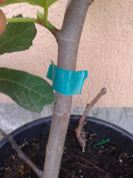 b.verde - COLECTIE SMOCHINI 2017