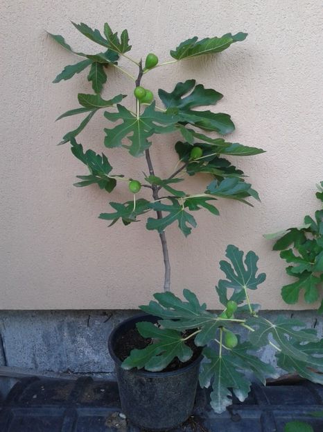 Dottato-Cornel - COLECTIE SMOCHINI 2017