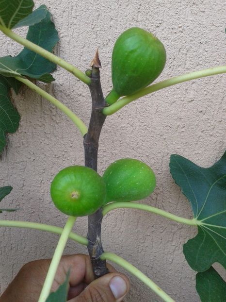 Fotografie0917 - COLECTIE SMOCHINI 2017