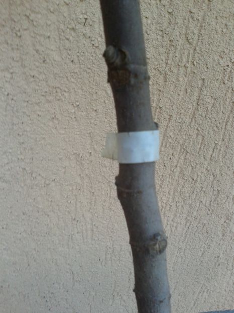 b.alba - COLECTIE SMOCHINI 2017