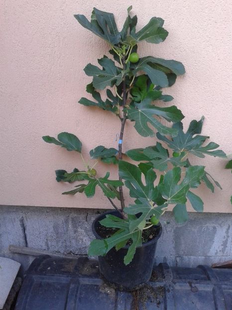 Peris-maro - COLECTIE SMOCHINI 2017