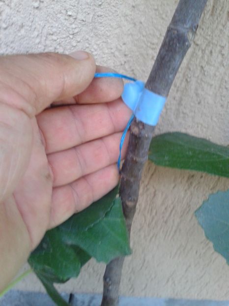 b.albastra - COLECTIE SMOCHINI 2017