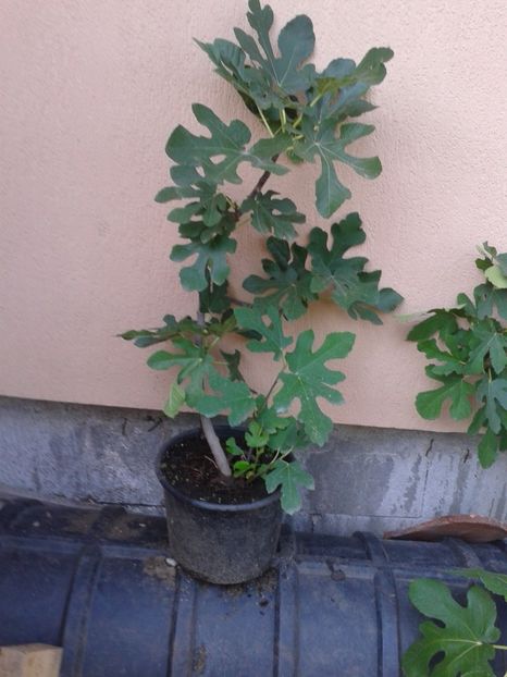 Dottato-Gainisicocosi - COLECTIE SMOCHINI 2017