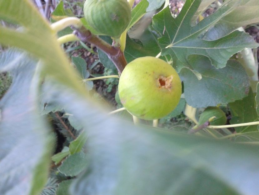 Fotografie0925 - COLECTIE SMOCHINI 2017