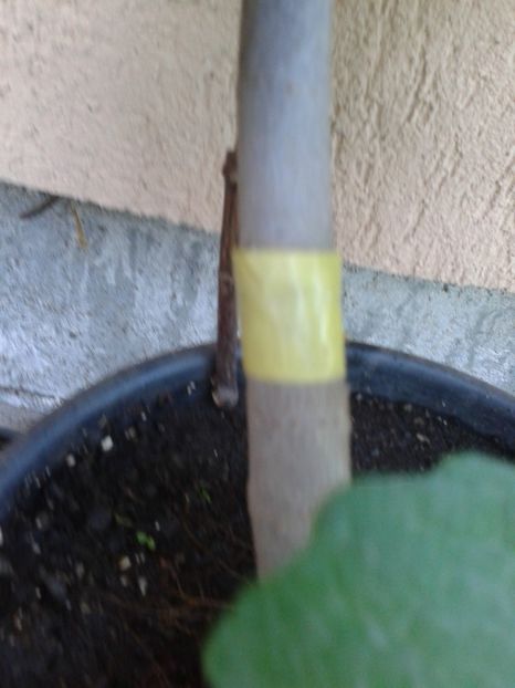 b.galbena - COLECTIE SMOCHINI 2017