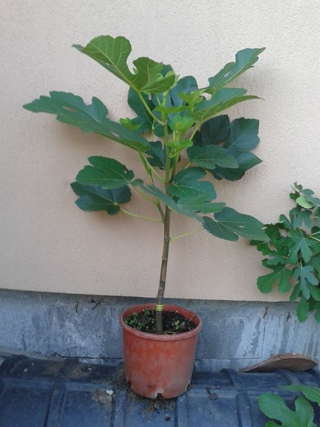 Panache-Plantedeosebite - COLECTIE SMOCHINI 2017