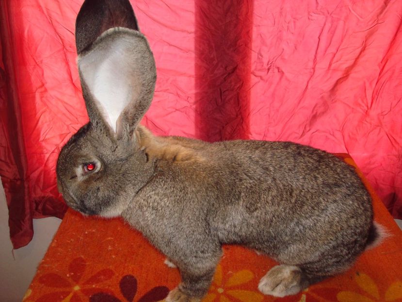 96,5 pct  Metz - D706 25115 ( M 2 ) - Iepuri 2017