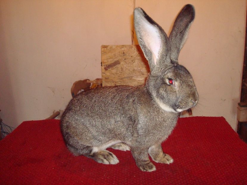 96,5 pct - F158 162 ( M 3 ) - Iepuri 2017