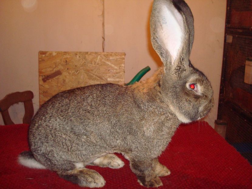 97 pct - Campion Nat. Bucuresti 2016 - Iepuri 2017