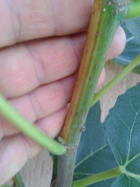 Fotografie0933 - COLECTIE SMOCHINI 2017