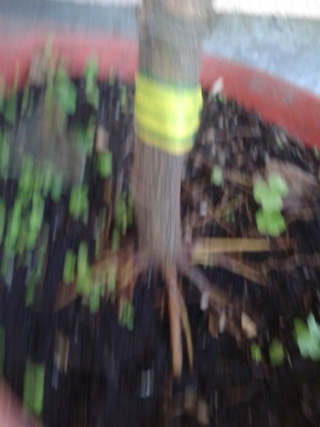 Fotografie0934 - COLECTIE SMOCHINI 2017