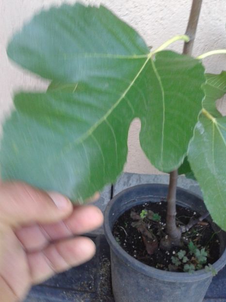 Fotografie0936 - COLECTIE SMOCHINI 2017