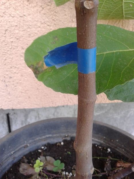 b.albastra - COLECTIE SMOCHINI 2017