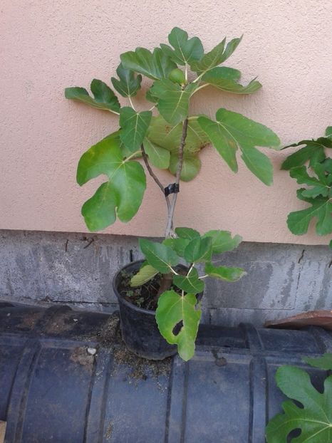 Plantedeosebite-mov - COLECTIE SMOCHINI 2017