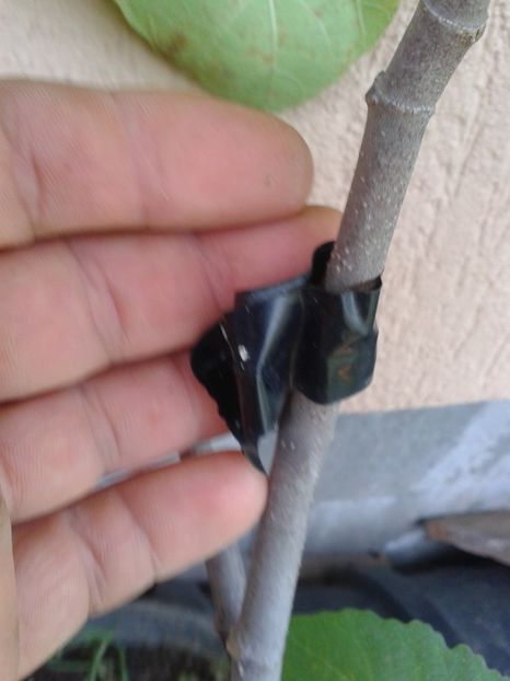 b.neagra - COLECTIE SMOCHINI 2017