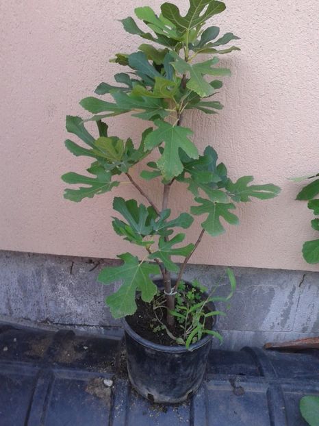 Spania-mov - COLECTIE SMOCHINI 2017