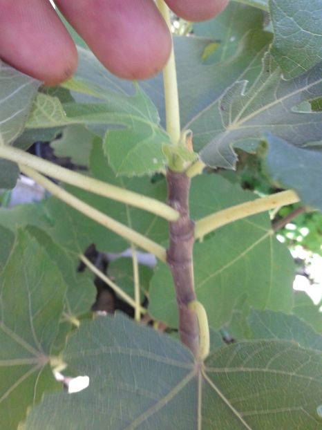 Fotografie0942 - COLECTIE SMOCHINI 2017