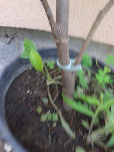 b.bleo - COLECTIE SMOCHINI 2017