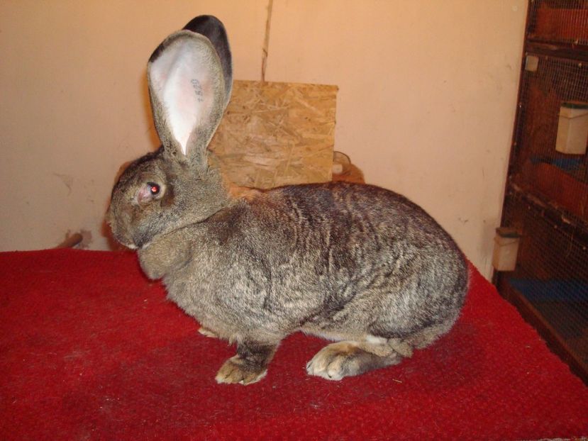 RO34 1520 ( F 3 ) - Iepuri 2017