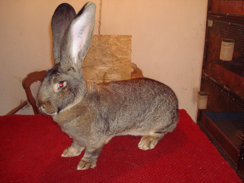 96 pct - Expo Oradea 2016 ( F 4 ) - Iepuri 2017