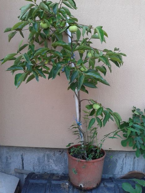 kaki - 0 Arbusi fructiferi exotici 2017-2018