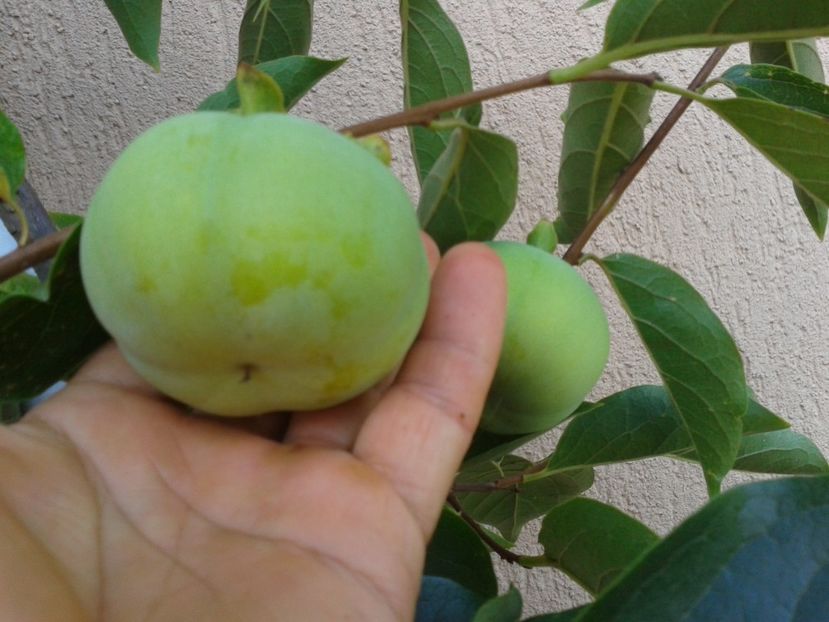 Fotografie0946 - 0 Arbusi fructiferi exotici 2017-2018