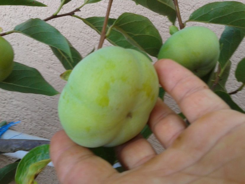 fructe de kaki - 0 Arbusi fructiferi exotici 2017-2018