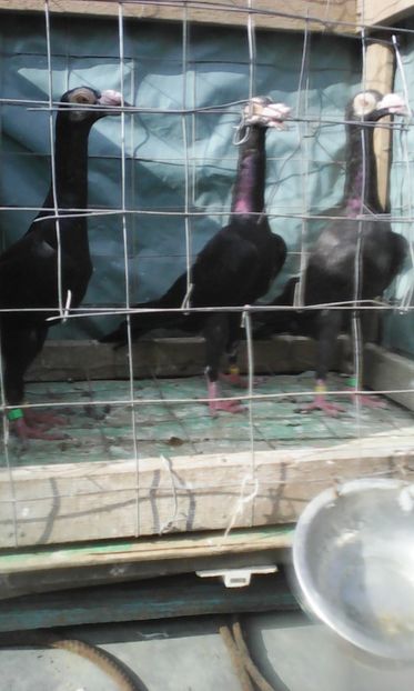  - CARIERI TINERET 2017 DE VANZARE