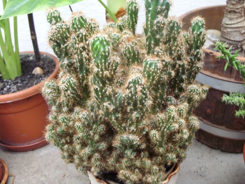 - cactusi si suculente