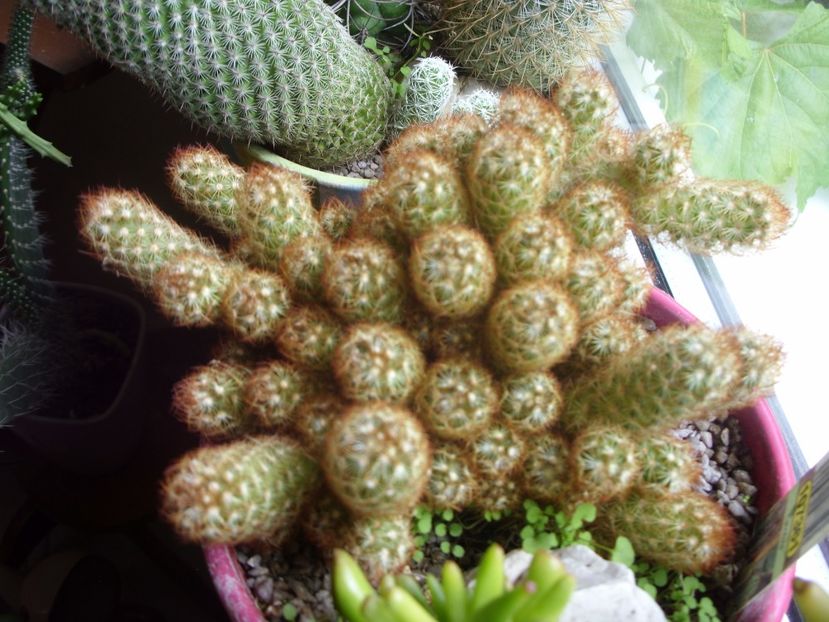  - cactusi si suculente