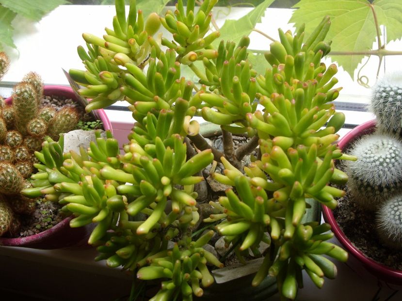  - cactusi si suculente