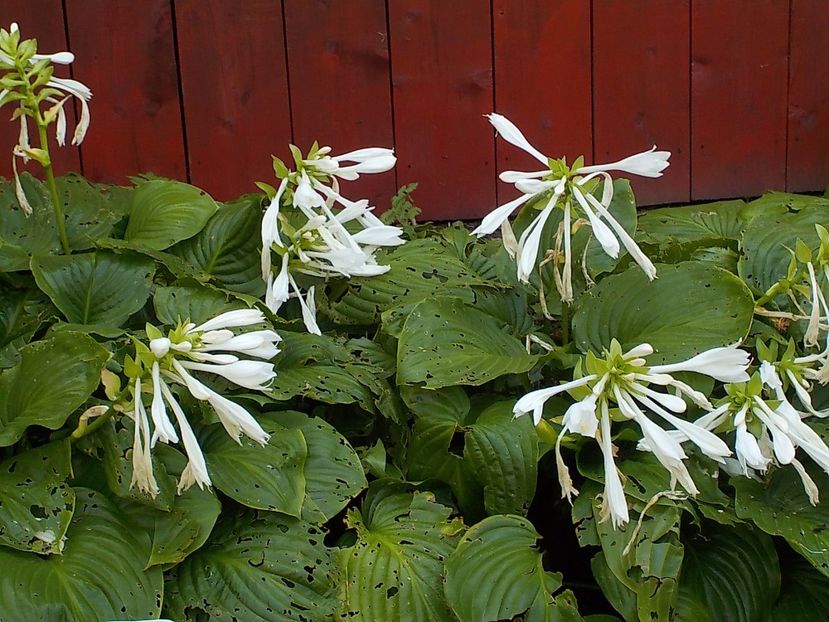  - hosta