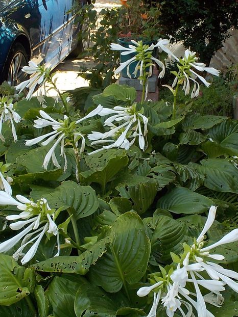  - hosta