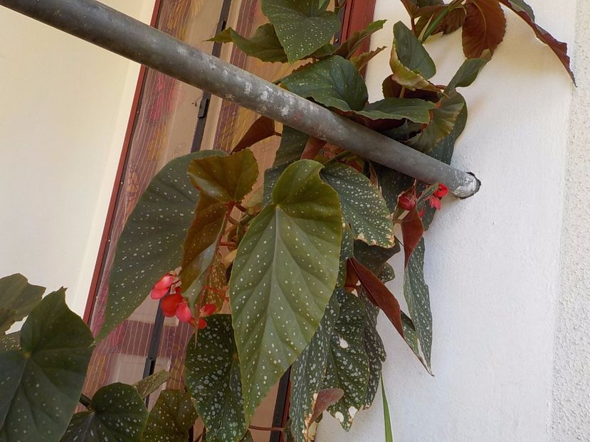  - begonia lucernae