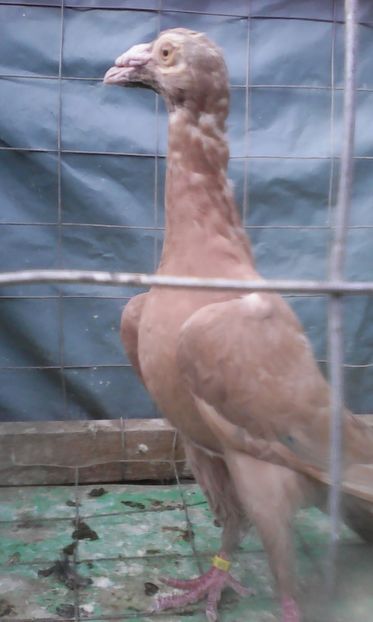  - CARIERI TINERET 2017 DE VANZARE