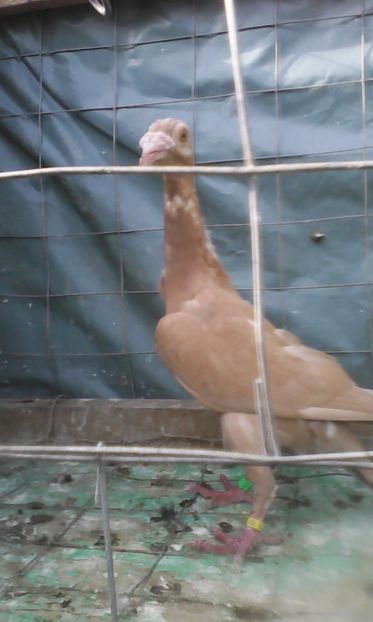  - CARIERI TINERET 2017 DE VANZARE