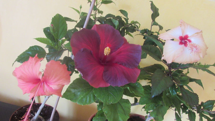  - Hibiscus 2017