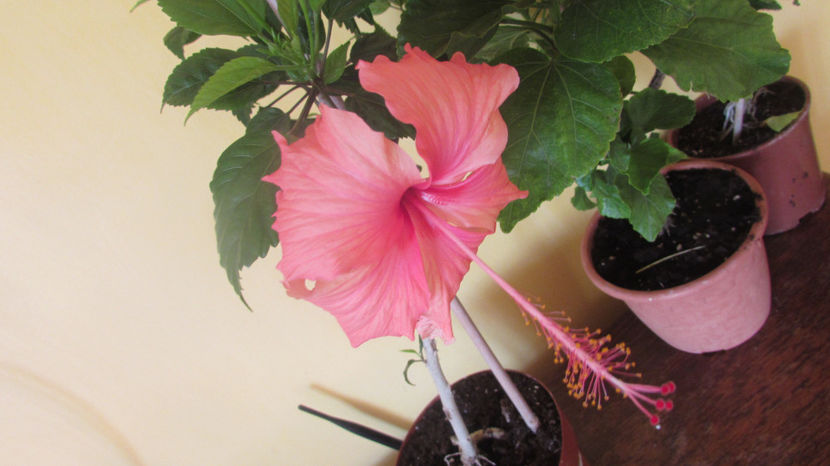  - Hibiscus 2017