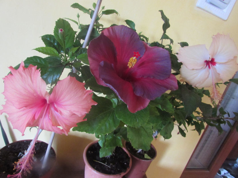  - Hibiscus 2017