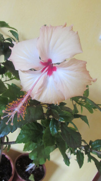  - Hibiscus 2017