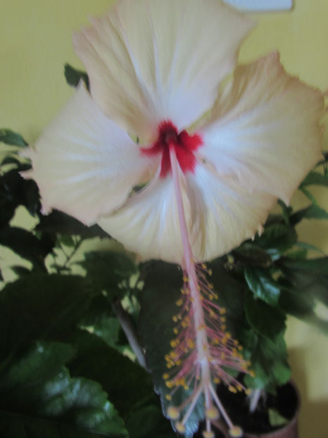  - Hibiscus 2017