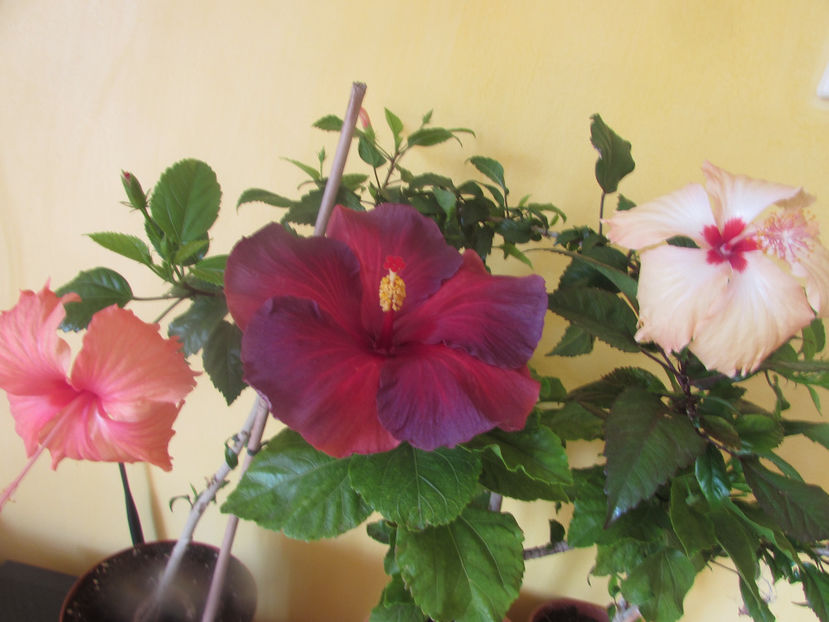  - Hibiscus 2017