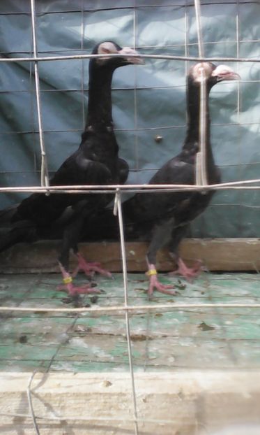  - CARIERI TINERET 2017 DE VANZARE