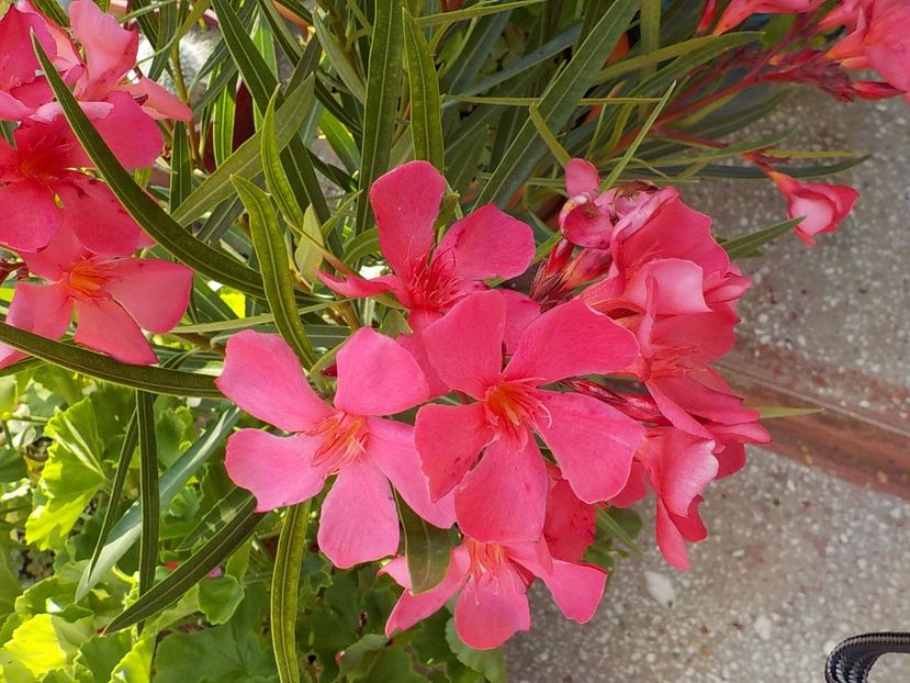  - papa gambeta nr 17