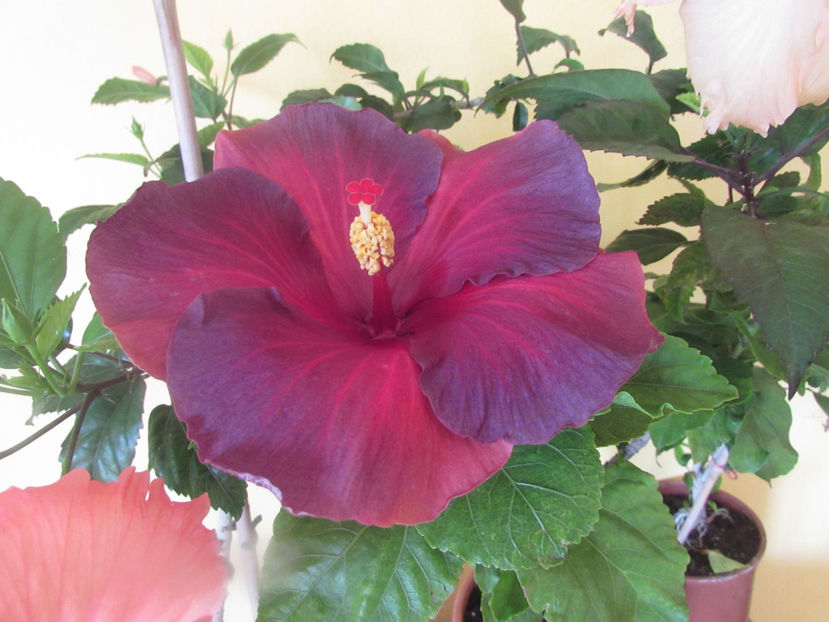  - Hibiscus 2017